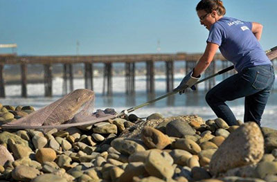 Hundreds of sick sea lions filling California beaches this holiday weekend