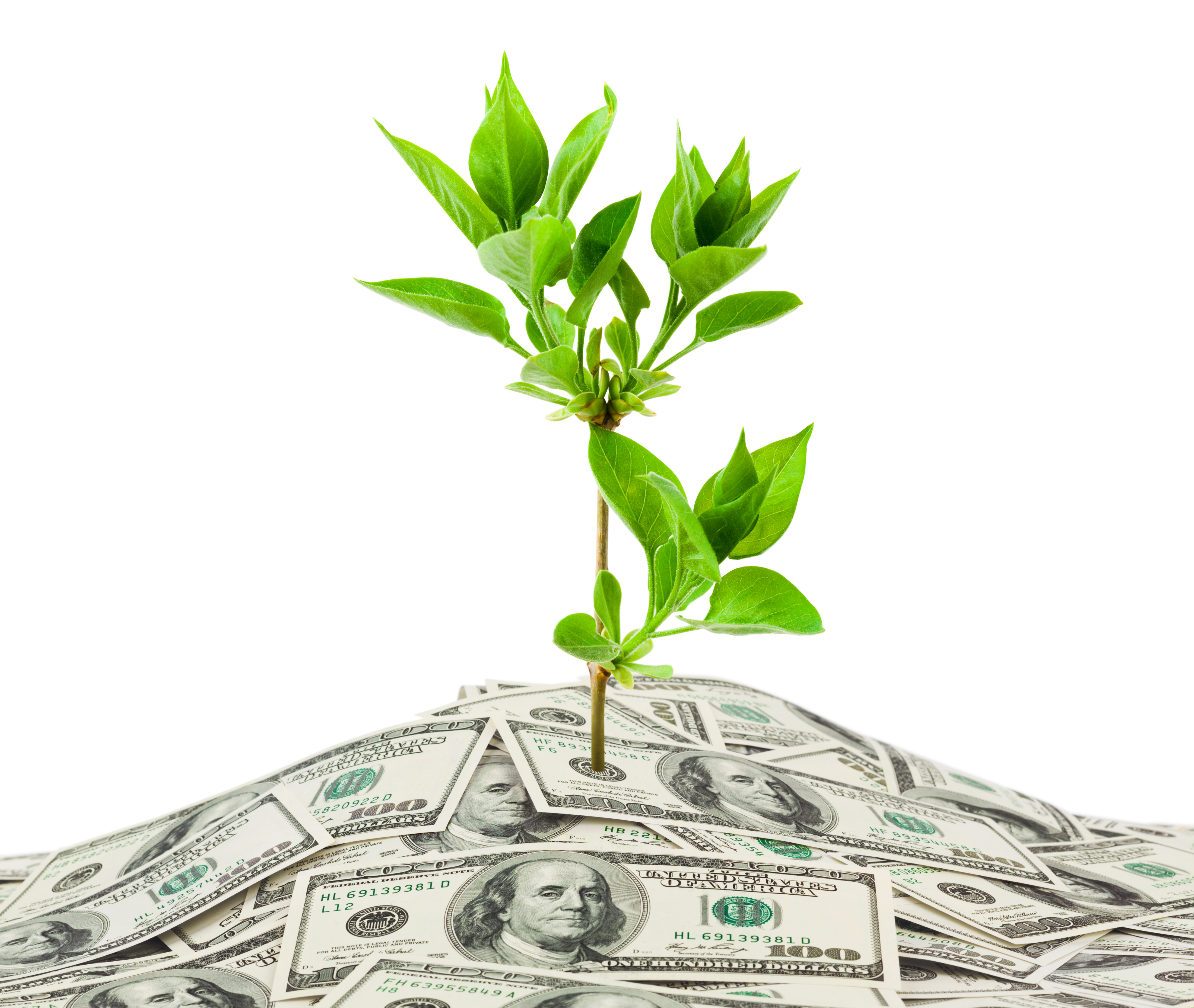 Plant growing from pile of money