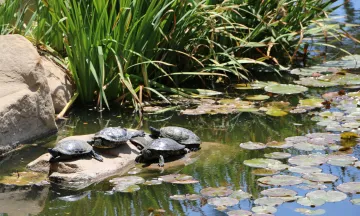 Turtles in the pond at Alice Keck Park Memorial Garden