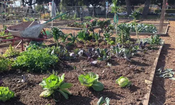 Vegetables growing at a community garden with a wheelbarrow nearby