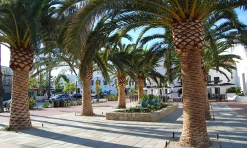 plaza surrounded by palm trees