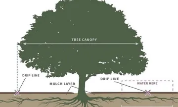 Tree Watering Dripline