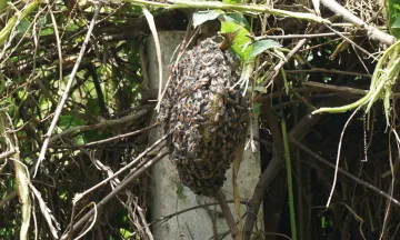 This image shows a bee hive 