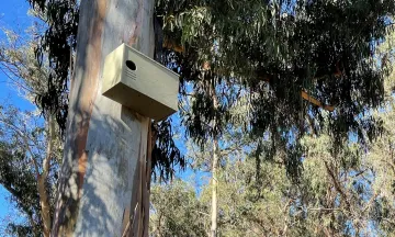 Owl box mounted to a eucalyptus tree