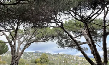 Stone Pines in the foreground with the Riveria in the background