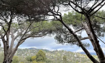 A view of the city as seen between two trees