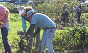 volunteers pruning rose bushes