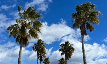 Palm trees against a blue sky 