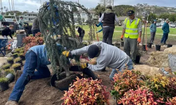 Staff and volunteers help plant new Blue Atlas Cedar at Torii Gate Garden 