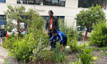 A student shovels dirt onto a new Cherry laurel tree