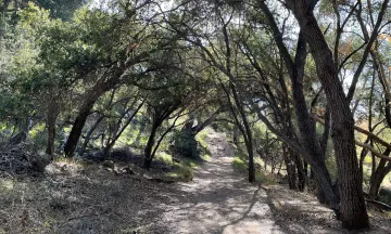 Trail in Stevens Park