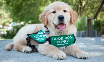 Image shows a golden retriever puppy in a green service vest