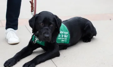 Guide dog puppy wearing green vest