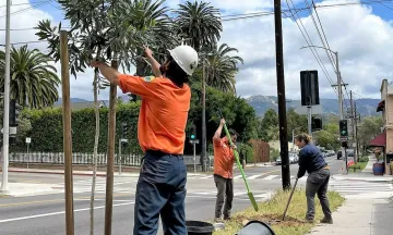 Public Works Urban Forestry crews plant trees on West Micheltorena Street.