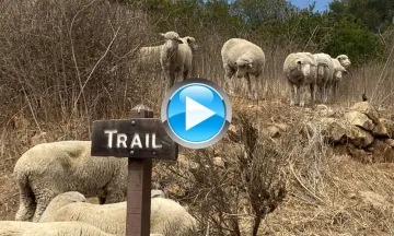 Sheep in a field with a play icon
