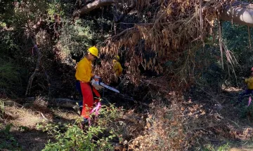 Vegetation Management for Web 