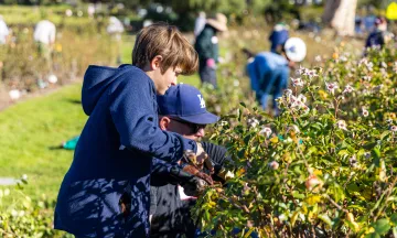 Volunteers work on rose bushes as Mission Historical Park