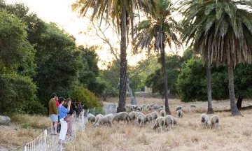 People visit the sheep at Mission Historical Park