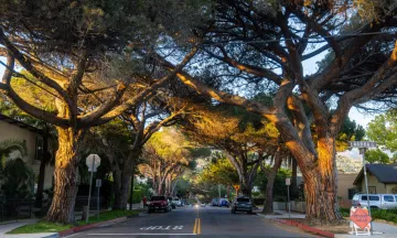 Italian stone pines along Anapamu and Laguna Street 