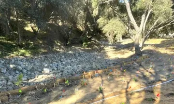 Mission Creek at Oak Park, Flag marking planting area