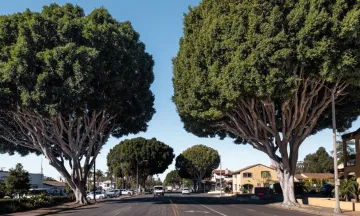 Ficus microcarpa (Indian laurel fig) trees along State Street from South Ontare Road to Las Positas Road