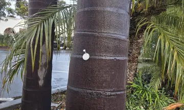 Tree_Tag
