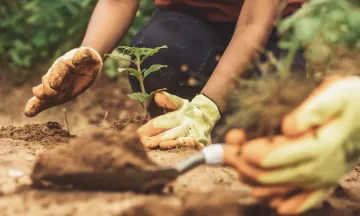 Stock image close up of someone planting a tree.