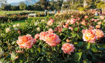 Pink roses in A.C. Postel Memorial Rose Garden at Mission Historical Park