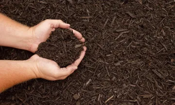 Cupped hands holding mulch