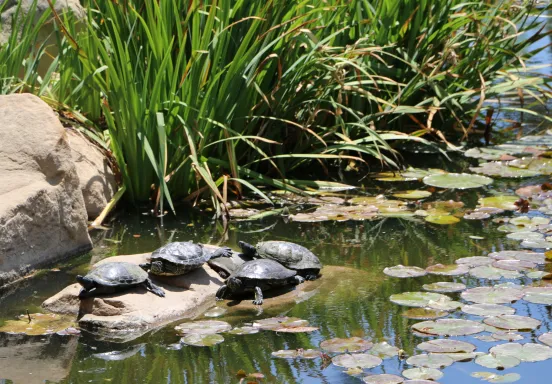 Turtles in the pond at Alice Keck Park Memorial Garden