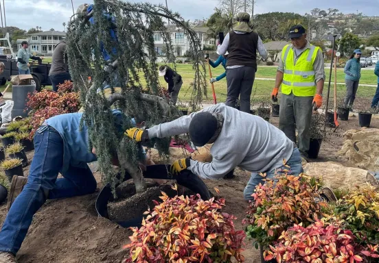 Staff and volunteers help plant new Blue Atlas Cedar at Torii Gate Garden 