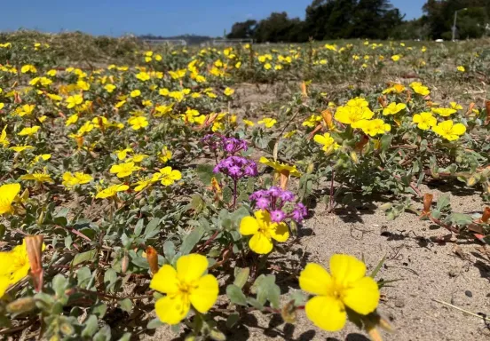 Native plants at Bird Refuge restoration on East Beach
