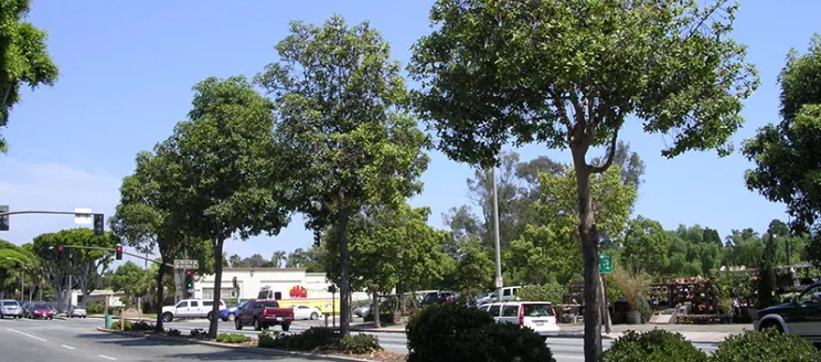 Trees in the median on State Street at Las Positas Road