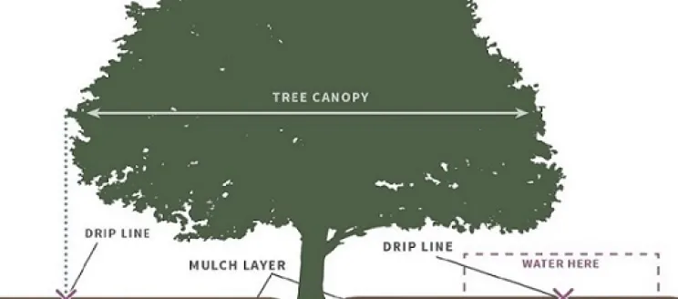 Tree Watering Dripline