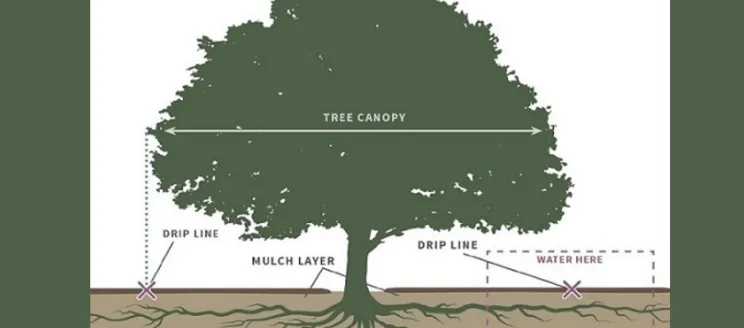 Tree Watering Dripline demonstration