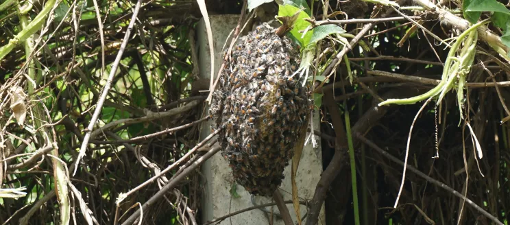 This image shows a bee hive 