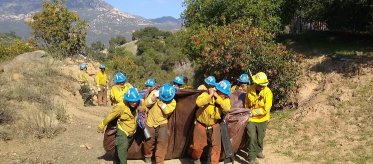 Employees carrying bags of vegetation up a hill