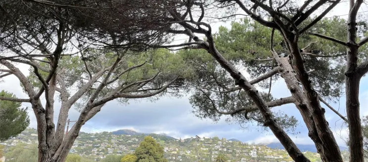 A view of the city as seen between two trees