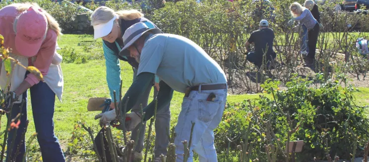 volunteers pruning rose bushes