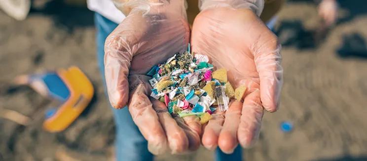 Stock image of close up of a person's gloved hands holding an assortment of microplastic pieces, with a beach cleanup taking place in the background.