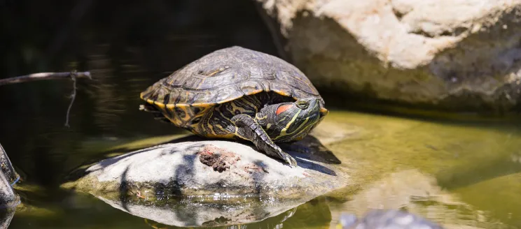 Red-eared slider turtle on a rock above murky water at Alice Keck Park Memorial Garden