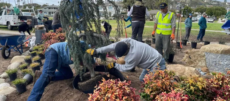 Staff and volunteers help plant new Blue Atlas Cedar at Torii Gate Garden 