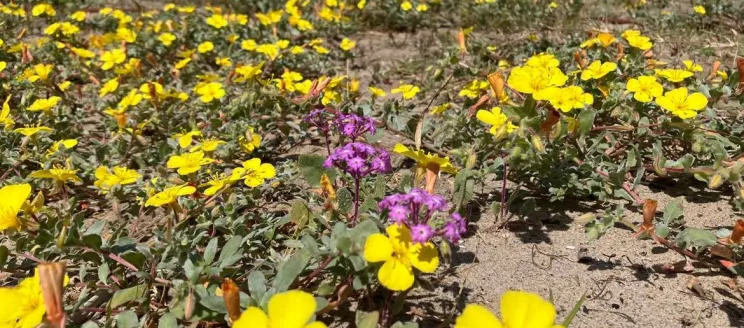 Native plants at Bird Refuge restoration on East Beach