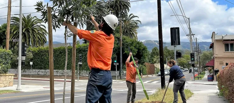 Public Works Urban Forestry crews plant trees on West Micheltorena Street.