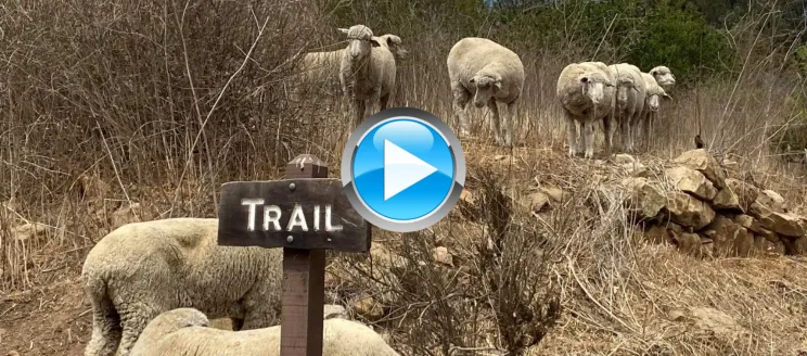 Sheep in a field with a play icon