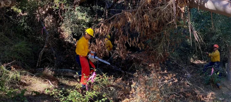 Vegetation Management for Web