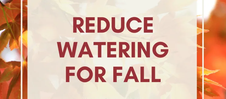 Reduce watering for fall