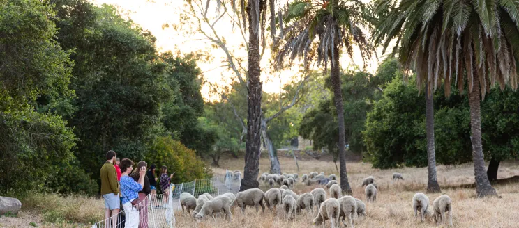 People visit the sheep at Mission Historical Park
