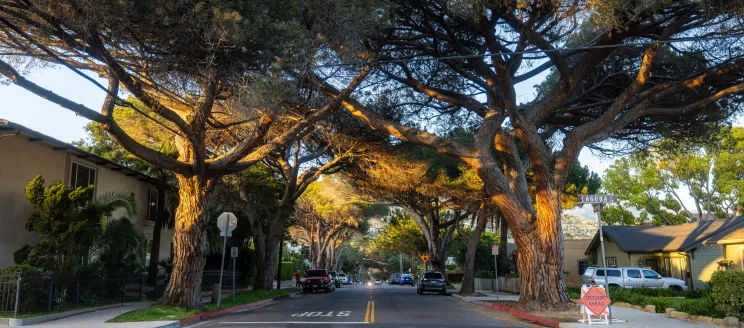 Italian stone pines along Anapamu and Laguna Street 