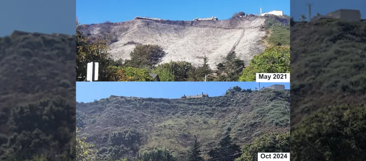 Two images of the hillside area above loma alta drive, the top image showing a burn scar from October 2021 and the bottom image showing the vegetation regrowth by May 2024